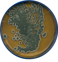 MALT EXTRACT AGAR